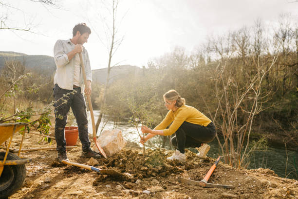 istock Planting an olive tree together 1398146215