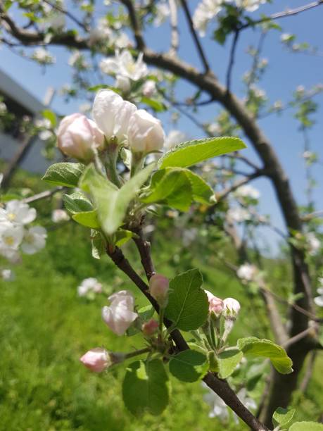 istock Pink flower buds growing 1398146687