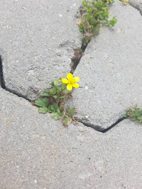 istock Yellow flowers blooming wildly 1398147456