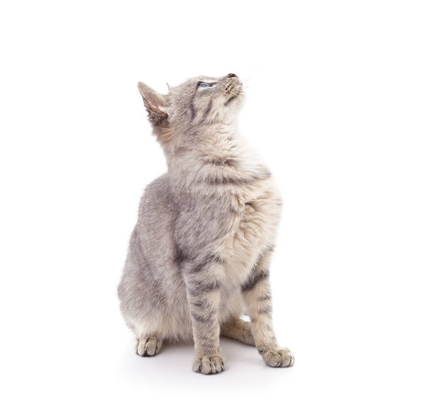 Gray little kitten is standing. Gray little kitten is standing isolated on a white background. cat sniff stock pictures, royalty-free photos & images