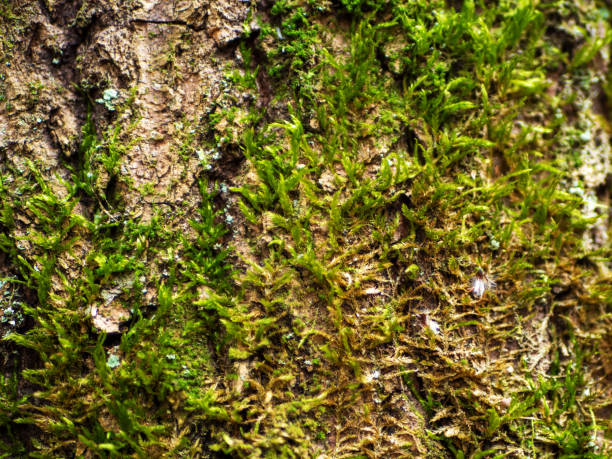 istock Background of green moss on the bark of a tree 1398148249