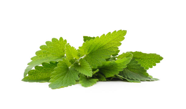 istock Green leaves of melissa. 1398148953