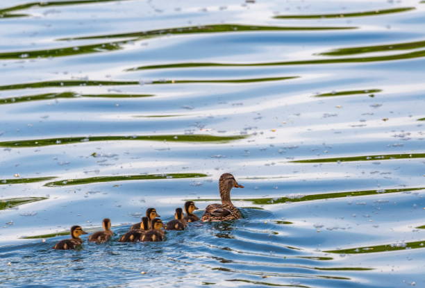 istock Female mallard duck, anas platyrhynchos, and ducklings 1398149068