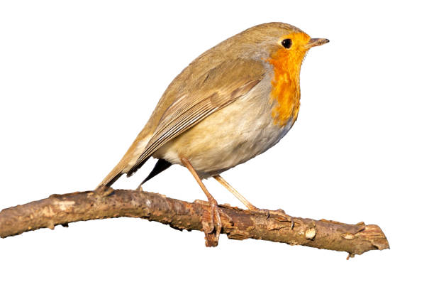 istock European robin, Erithacus rubecula, or robin redbreast, perched on a branch in white background 1398149081