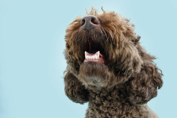 istock Close-up poodle dog tooth with open mouth. Isolated on blue background 1398152871