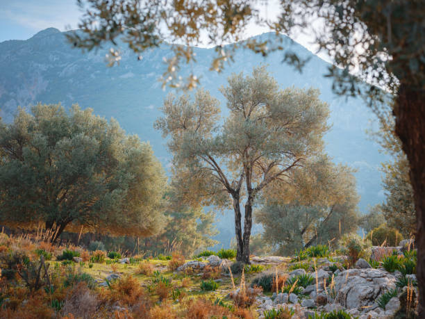 walk in olive grove, Harvest ready to produce extra virgin olive oil