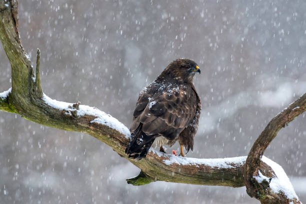 ブザード(buteo buteo)は枝の上に座り、食べ物を探します, ザルツブルク, オーストリア - nach ストックフォトと画像