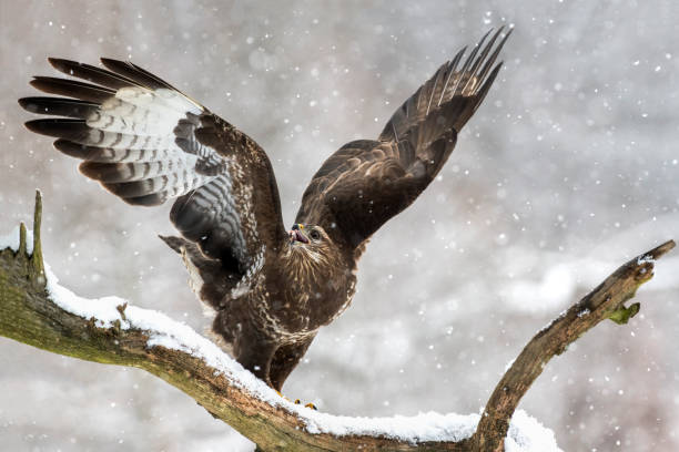 ブザード(buteo buteo)は枝の上に座り、食べ物を探します, ザルツブルク, オーストリア - nach ストックフォトと画像