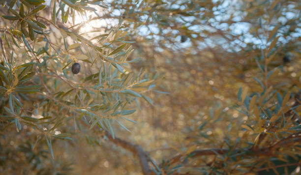walk in olive grove, Harvest ready to produce extra virgin olive oil