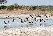 Greylag geese (Anser anser) fly away from the water, Burgenland, Austria