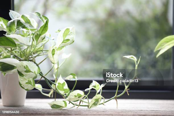 Epipremnum Aureum Pearls And Jade Pothos On Wooden Table Stock Photo - Download Image Now
