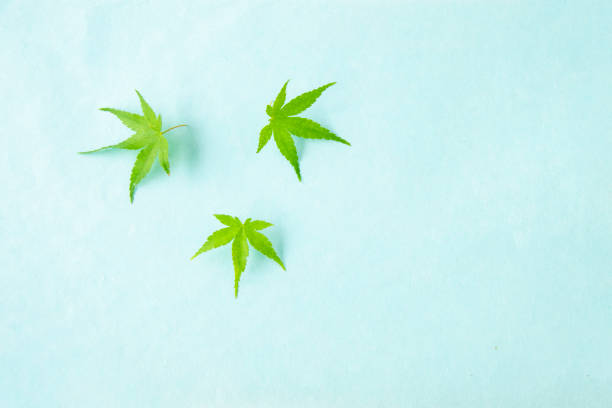 japanese design of maple leaves