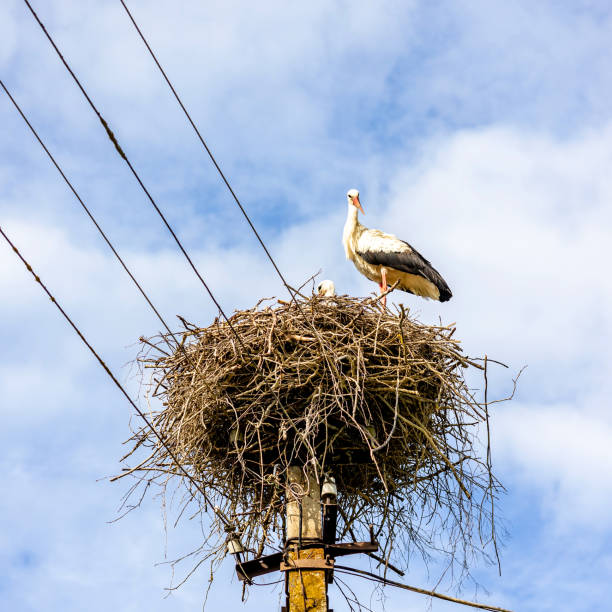stork nest on an electricity pole