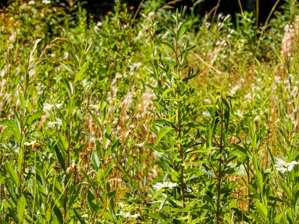 istock Green field with wild white flowers 1398155949