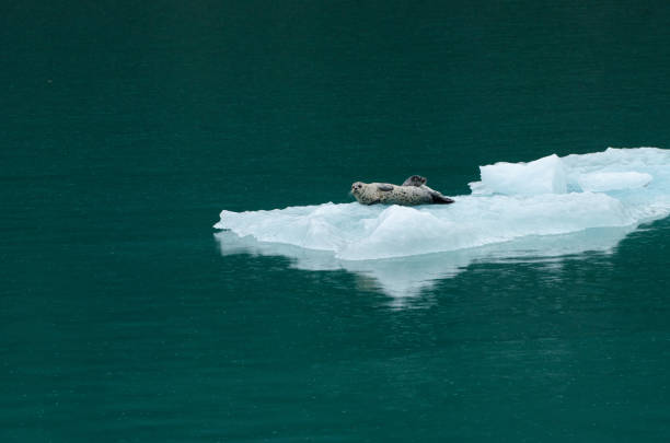 istock Beautiful Alaska sealions 1398156096