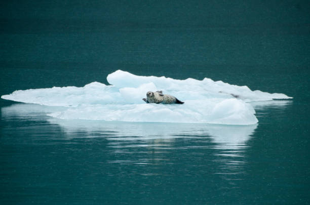 istock Beautiful Alaska sea lions 1398156101