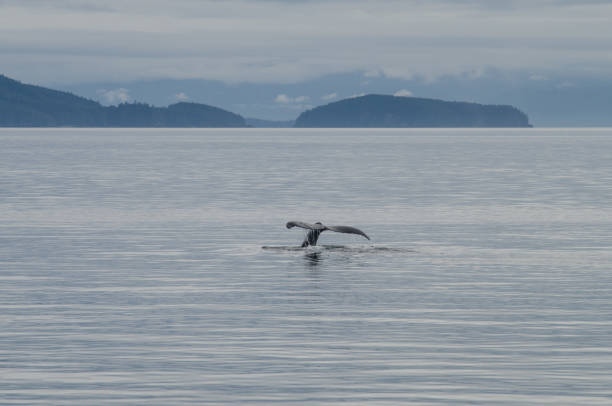 istock Beautiful Alaska dawn humpback whale 1398156162