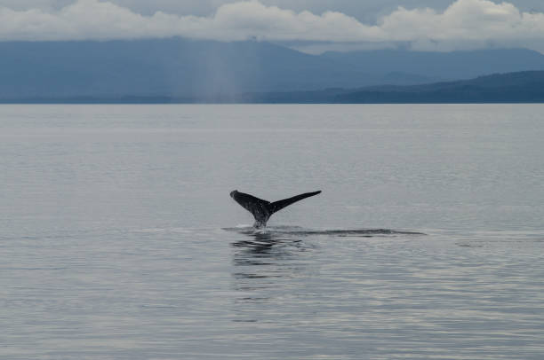 istock Beautiful Alaska dawn humpback whale 1398156174