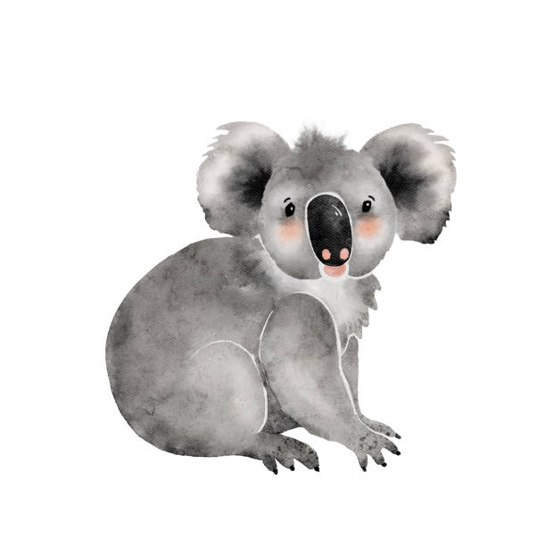 ilustraciones, imágenes clip art, dibujos animados e iconos de stock de koala lindo animal de dibujos animados, ilustración de acuarela. - acuarela en papel