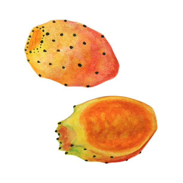 ilustrações de stock, clip art, desenhos animados e ícones de cactus tuna fruit watercolor hand drawn illustration - prickly pear fruit