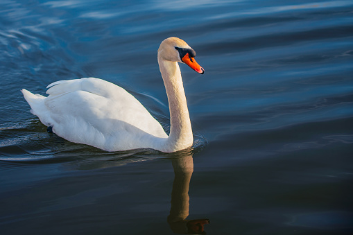 Swans swim in the pond