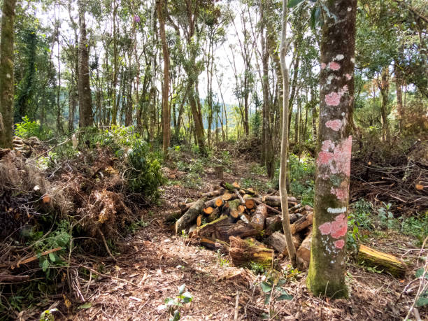 desflorestamento. superexploração de madeira. - afforestation - fotografias e filmes do acervo