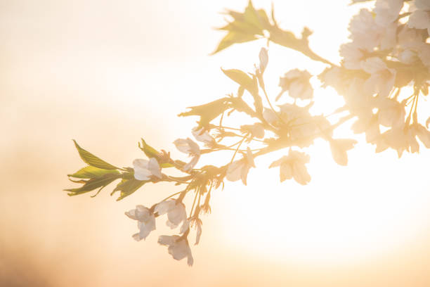 Sakura Cherry Blossoms in Bloom at Sunset