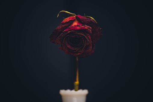 Withered Rose in a Vase