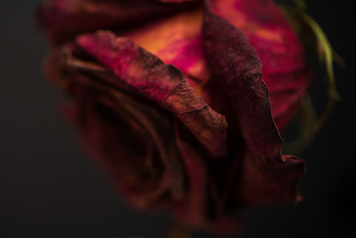 Close up of a Withered Rose in a Vase
