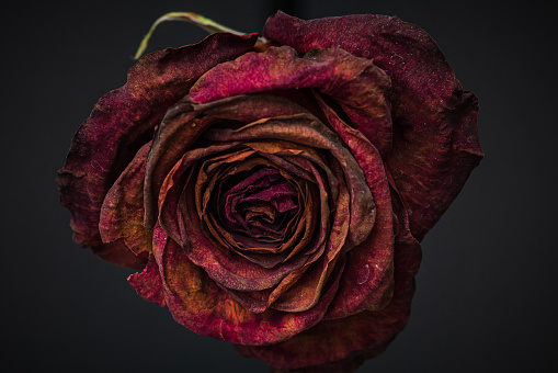 Close up of a Withered Rose in a Vase