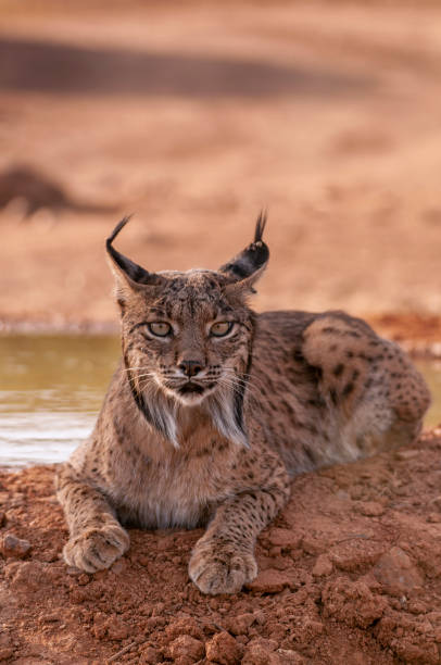 istock Iberian Lynx watching in Castilla La Mancha, Spain. 1398157533