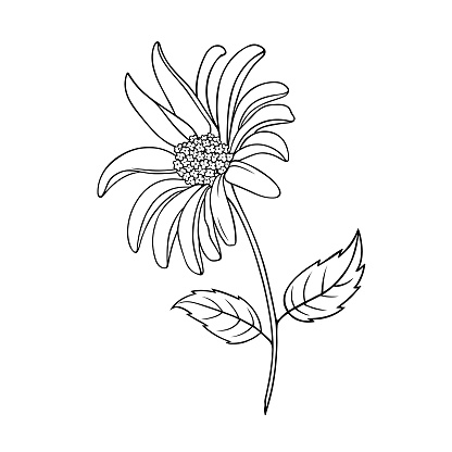 Beautiful isolated hand drawn illustration of a herbaceous autumn flower