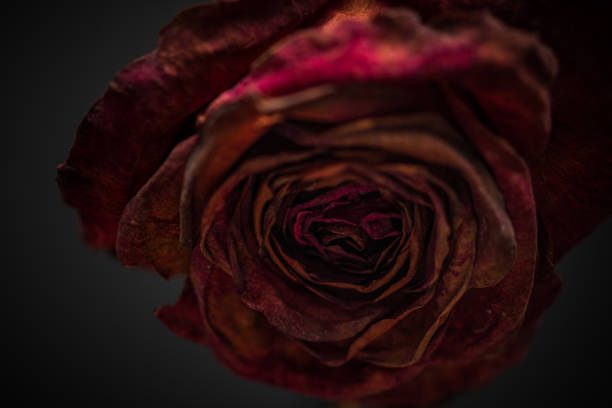 istock Close up of a Withered Rose in a Vase 1398157599
