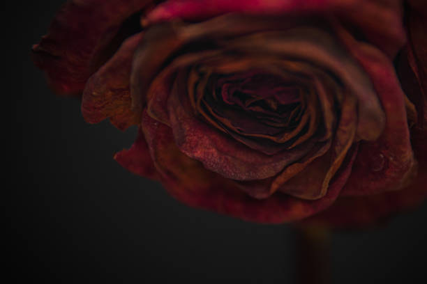 istock Close up of a Withered Rose in a Vase 1398157613