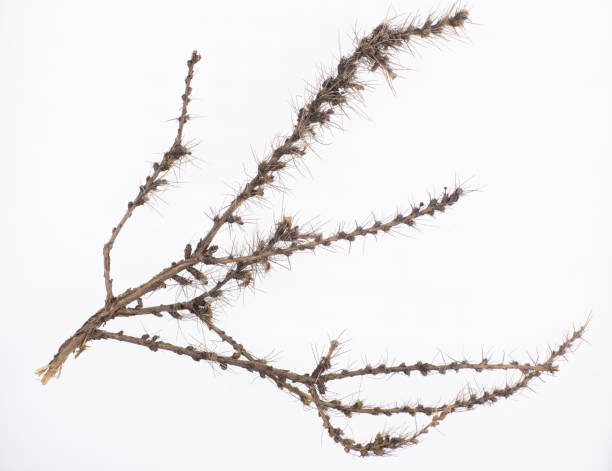 istock twigs of prickly thorns isolated on white background 1398157625