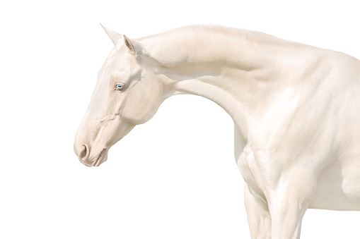 Close up cremello ahalteke horse portrait