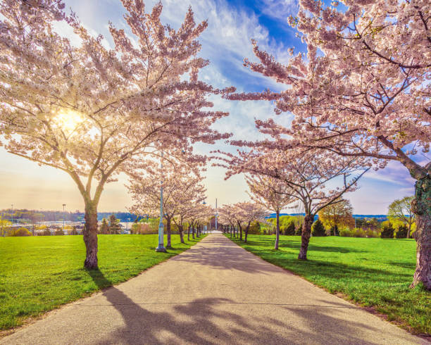 istock Hamilton, Ontario - Bayfront Park - Sakura Cherry Blossoms in Bloom at Sunset 1398158034