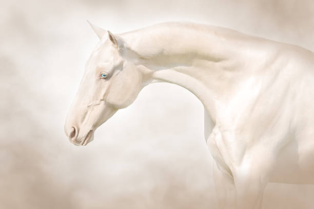 istock Akhal teke horse on light background 1398158050