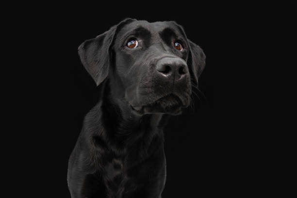 istock Portrait black labrador retriver with serious expression. Isolated on dark background 1398159019