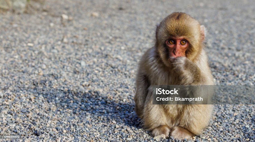 Wild Japanese Snow Monkey at a Hot Spring Near Jigokudani in Japan, Asia Monkey Stock Photo