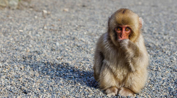 wild japanese snow monkey at a hot spring near jigokudani in japan, asia - jigokudani imagens e fotografias de stock