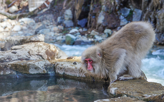 Wild Japanese Snow Monkey at a Hot Spring Near Jigokudani in Japan, Asia