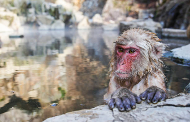 wild japanese snow monkey at a hot spring near jigokudani in japan, asia - jigokudani imagens e fotografias de stock