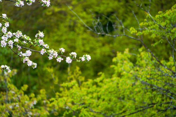 German forest photographed in spring 2022 in Bavaria