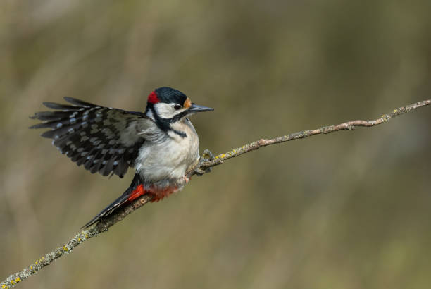 istock Male great spotted woodpecker 1398160653