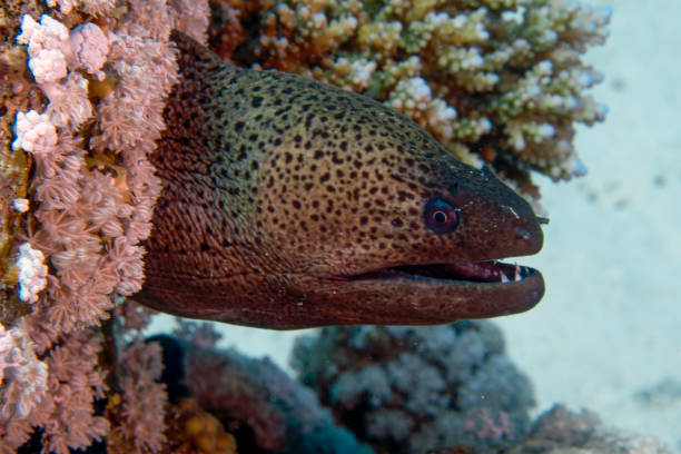 istock A Giant Moray Eel (Gymnothorax javanicus) in the Red Sea, Egypt 1398160938