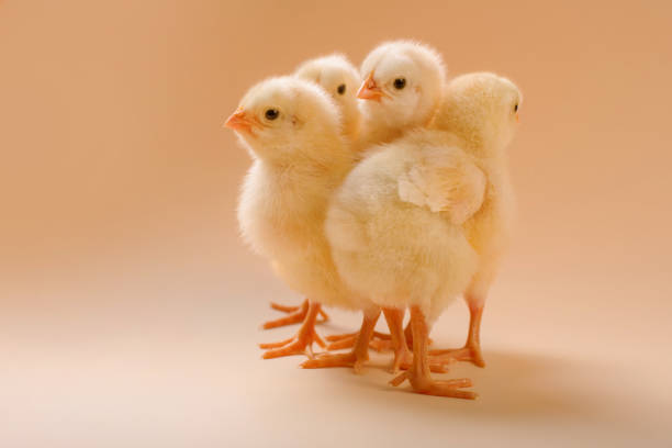 Image of a few newborn fluffy fledgling chicken, as a symbol of spring, holiday, congratulations.