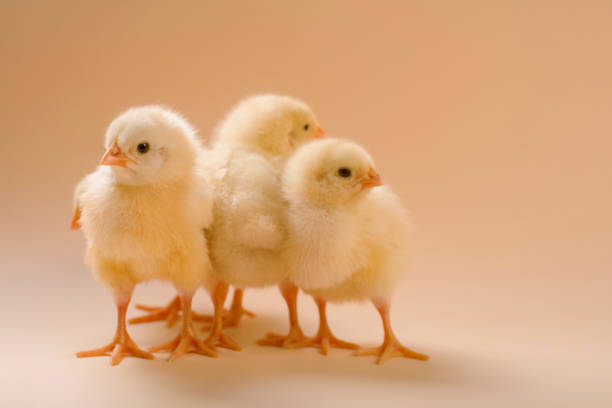 istock Image of a few newborn fluffy fledgling chicken. 1398161252