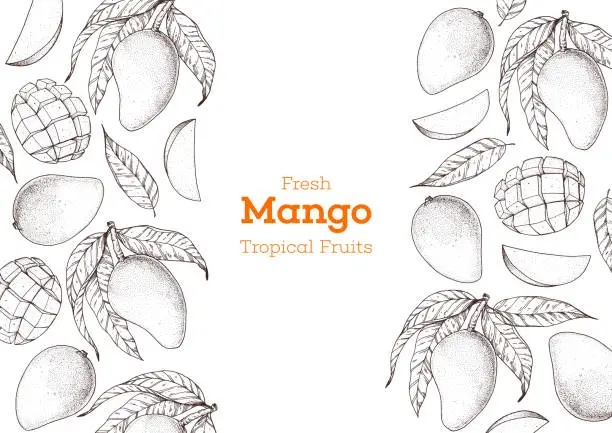 Vector illustration of Mango fruit hand drawn package design. Vector illustration. Sketch for design, brochure illustration. Vintage retro design. Mango frame illustration. Can used for packaging design.