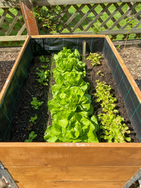 istock Wooden raised garden bed 1398162504